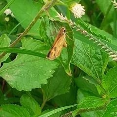 Taractrocera archias