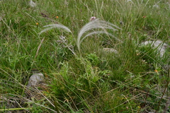 Stipa pennata