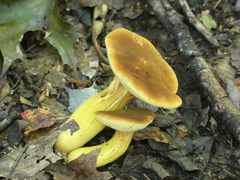 Aureoboletus