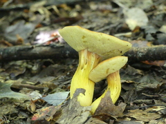 Aureoboletus