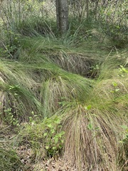 Muhlenbergia macroura