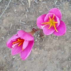Zephyranthes carinata
