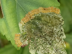 Thyrassia