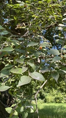 Celtis iguanaea