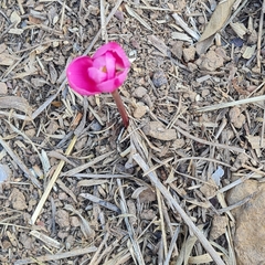 Zephyranthes carinata