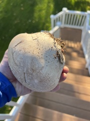 Lycoperdon utriforme