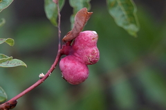 Baizongia pistaciae