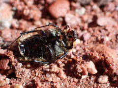 Euphoria fascifera