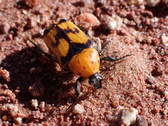 Euphoria fascifera