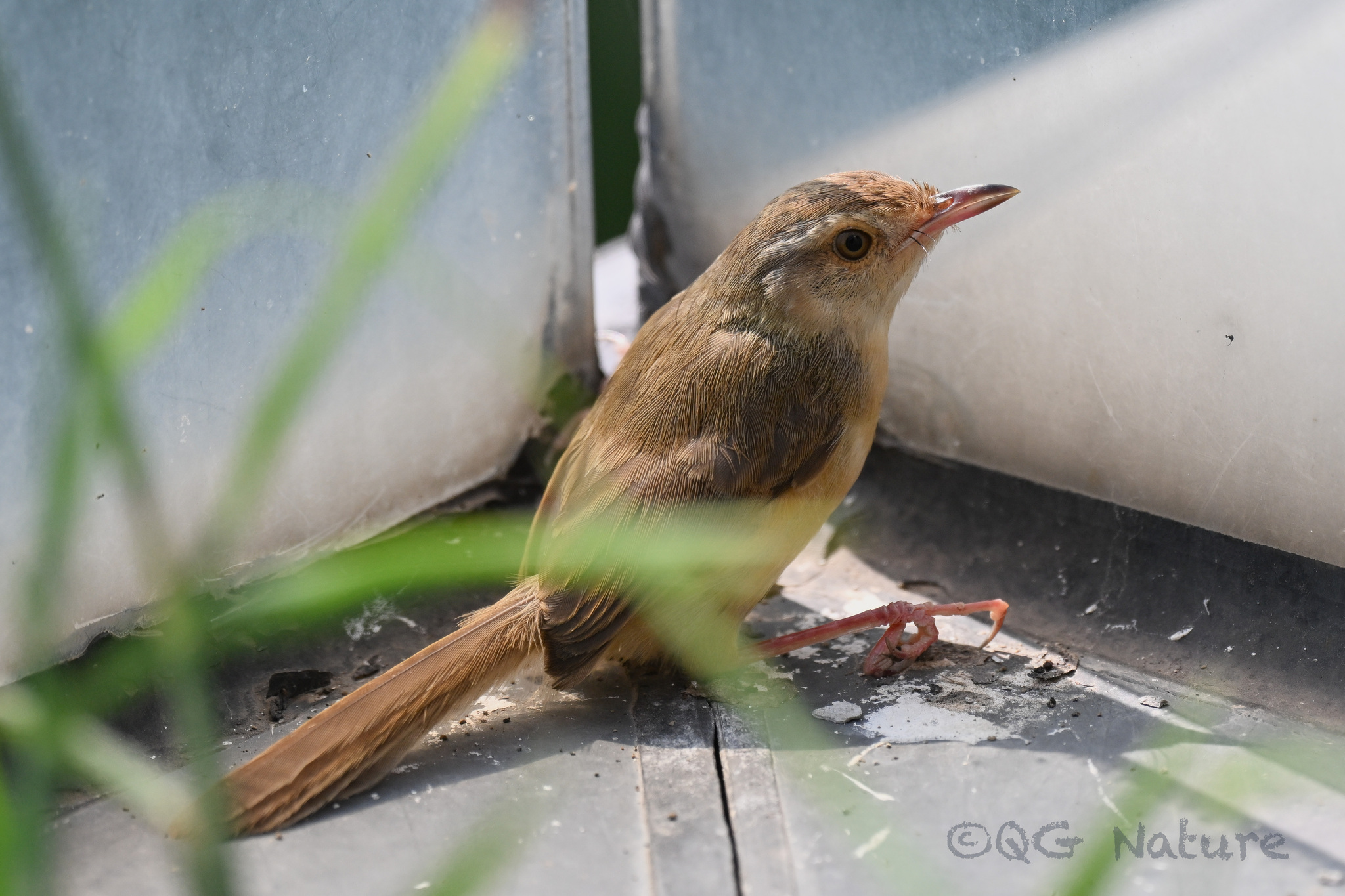 Plain Prinia