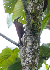 Xiphocolaptes promeropirhynchus