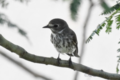 Muscicapa griseisticta