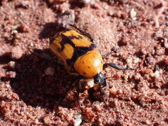 Euphoria fascifera
