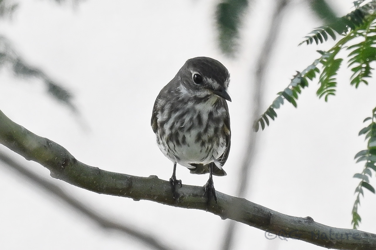 Grey-streaked Flycatcher