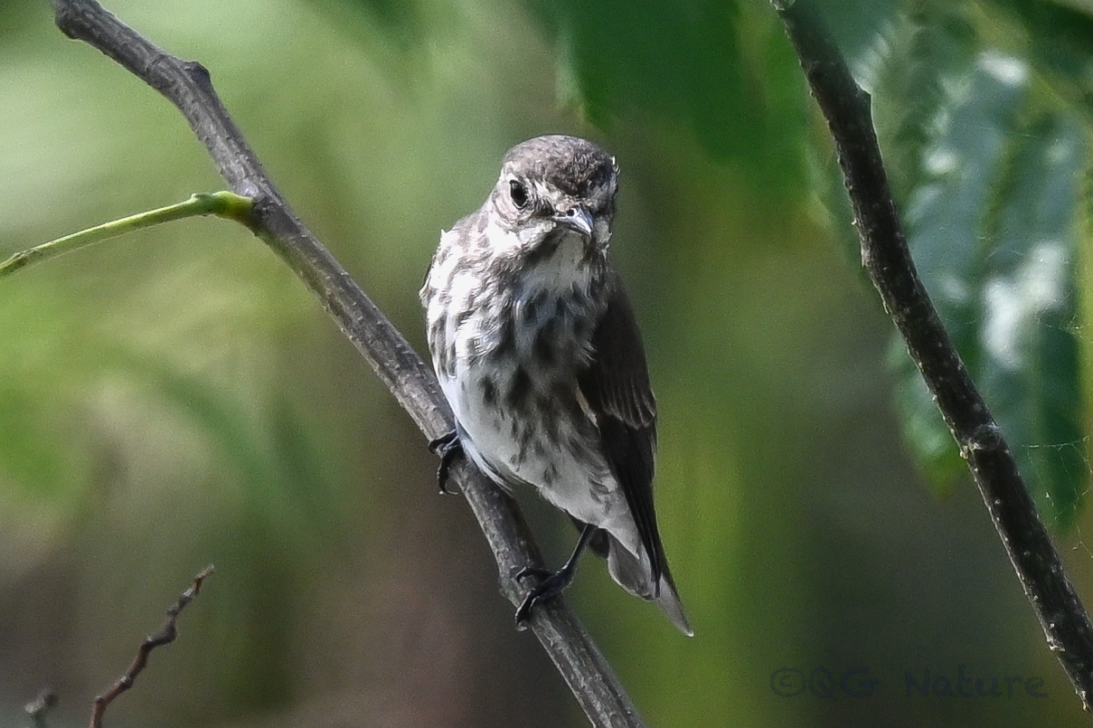 Grey-streaked Flycatcher