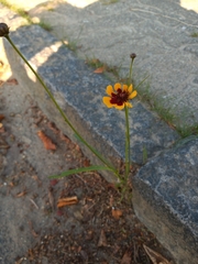 Coreopsis tinctoria