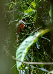 Trogon collaris