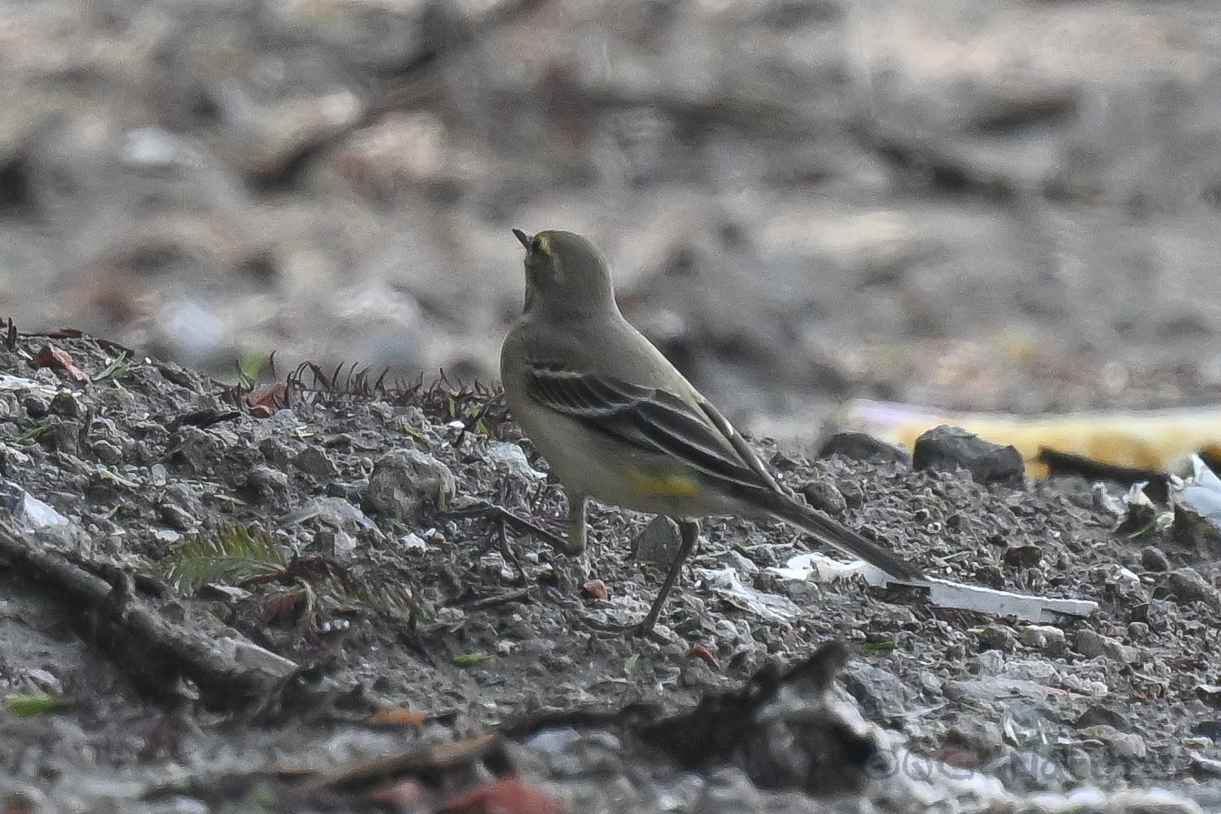 Eastern Yellow Wagtail