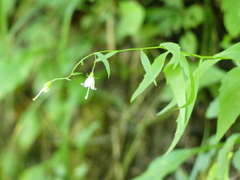 Campanula divaricata