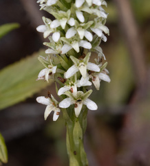 Platanthera elegans elegans