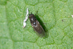 Limosininae