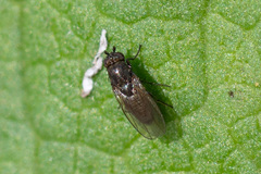 Limosininae