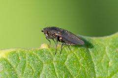 Limosininae
