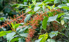 Palicourea thyrsiflora