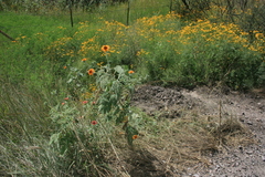 Tithonia tubaeformis