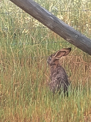 Lepus capensis