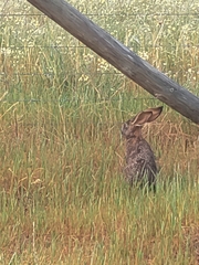 Lepus capensis