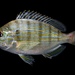 Pinfish - Photo (c) Alex R, some rights reserved (CC BY-NC), uploaded by Alex R