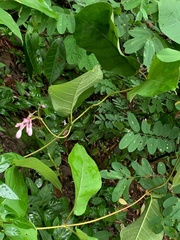 Amalocalyx microlobus