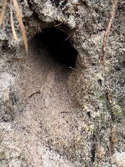 Pardalotus punctatus punctatus