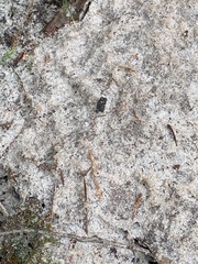 Pardalotus punctatus punctatus