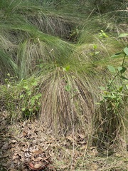 Muhlenbergia macroura