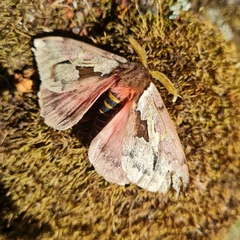 Dirphiopsis multicolor