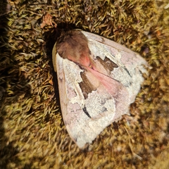 Dirphiopsis multicolor