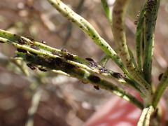 Tingidae