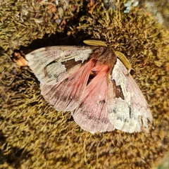 Dirphiopsis multicolor