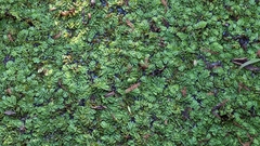 Salvinia molesta