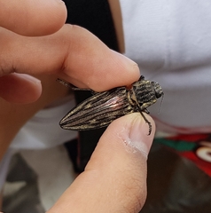 Chalcophora japonica