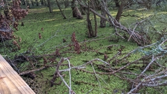 Salvinia molesta