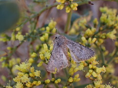 Pseudanarta