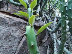Euphorbia caducifolia