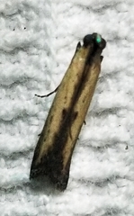 Elasmopalpus lignosella