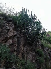 Euphorbia caducifolia