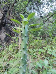 Euphorbia caducifolia