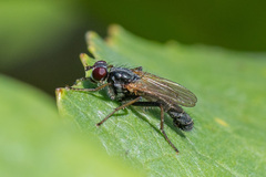 Cordilura