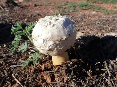 Agaricus evertens